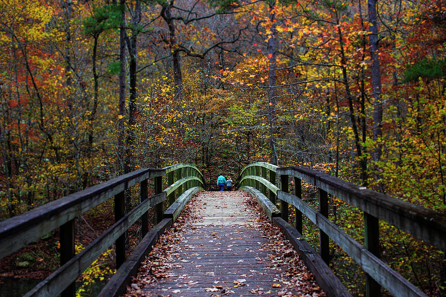 A Colorful Path Photograph by Tammy Chesney