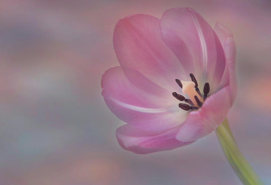 A Colorful Tulip Photograph by Sylvia Goldkranz