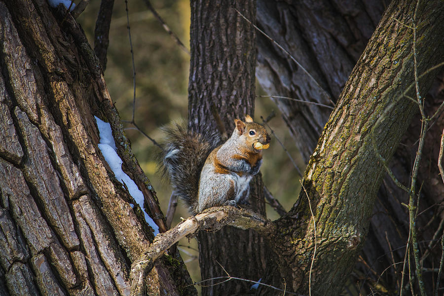 An eastern gray squirrel in the winter Photograph by Jay Smith