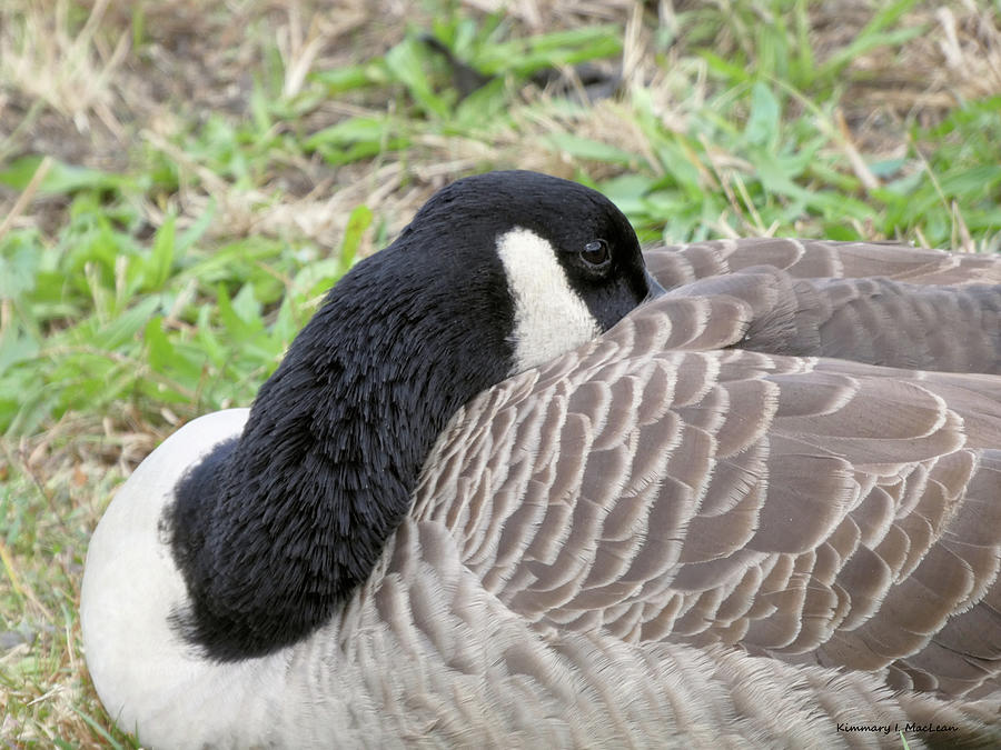 A Comfy Goose Photograph by Kimmary I MacLean