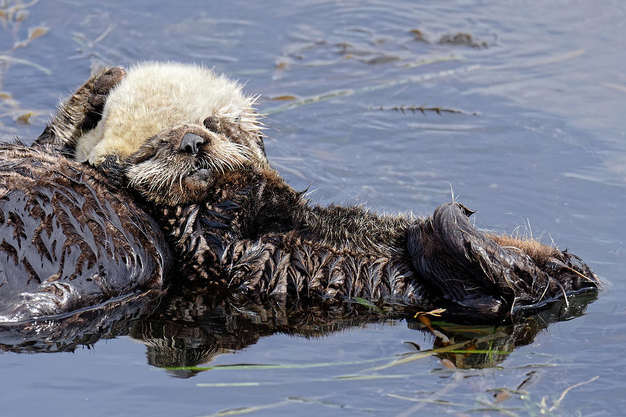 A Comfy Pillow -- Sea Otter Pup in Morro Bay, California Photograph by Darin Volpe
