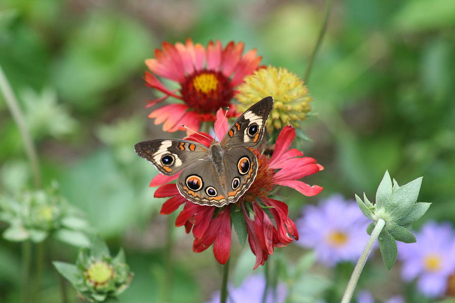 A Common Buckeye Butterfly Photograph by Ken Borders Photography - Fine ...