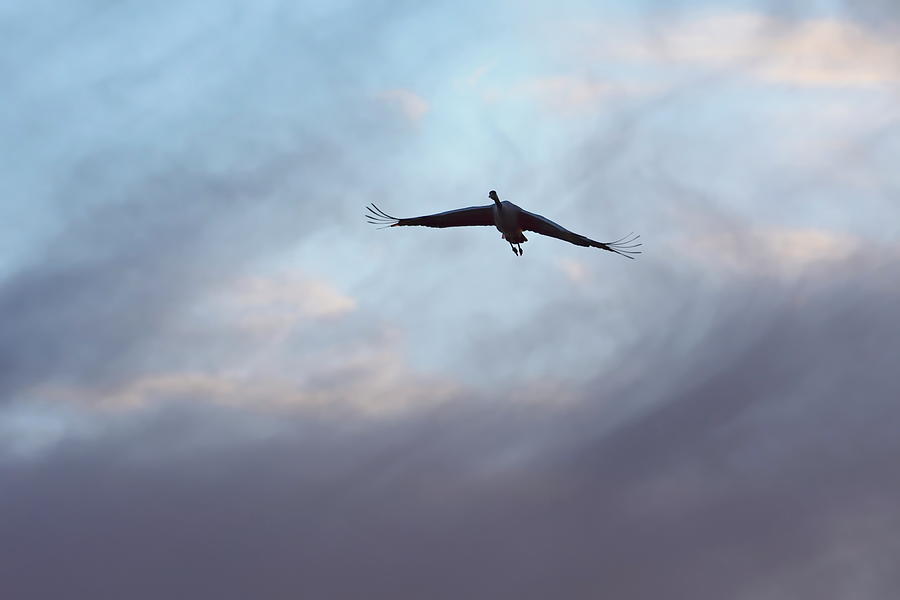 A common crane is soaring through the evening sky  Photograph by Ulrich Kunst And Bettina Scheidulin
