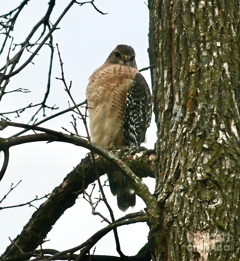 A Common Hawk Photograph by Hella Buchheim - Fine Art America