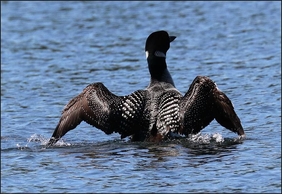 A Common Loon with Open Wings Photograph by Sandra Huston