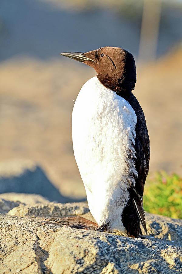 A Common Murre - Uria aalge Photograph by Bipul Haldar