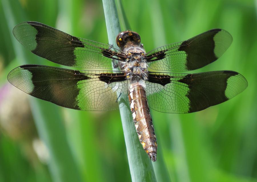 A Common Whitetail Skimmer Dragonfly Photograph by Lynne Miller - Fine ...