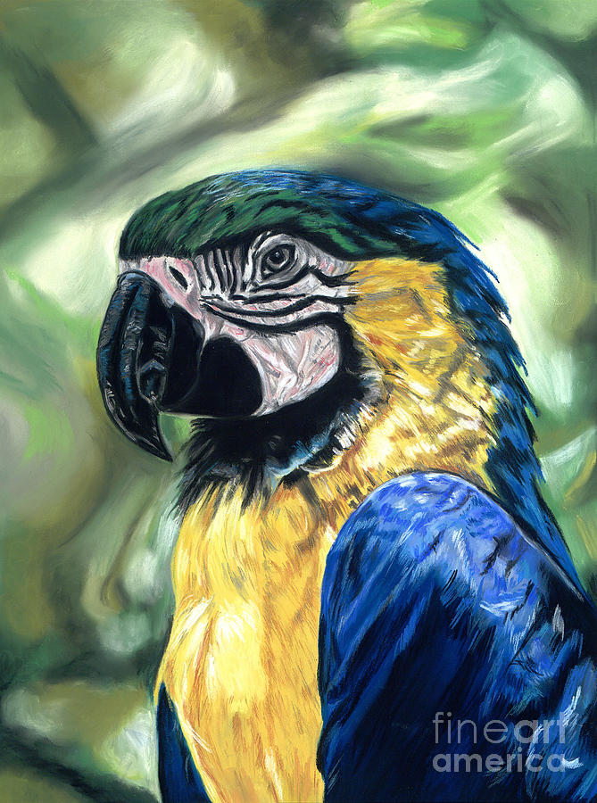 Macaw Pastel - A Concatenation of Colours by Shandel Gamer