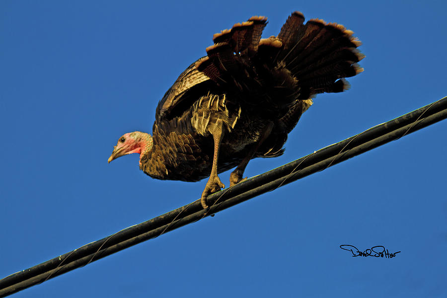 A Confused Turkey Photograph by David Salter
