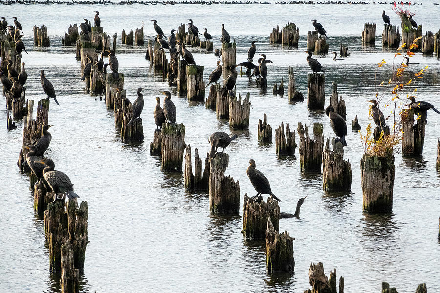 A Congress of Cormorants Photograph by Larey McDaniel