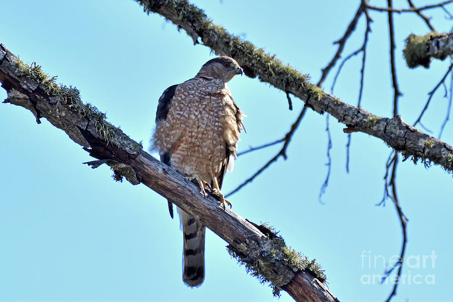 A Coopers Hawk Photograph by Amazing Action Photo Video