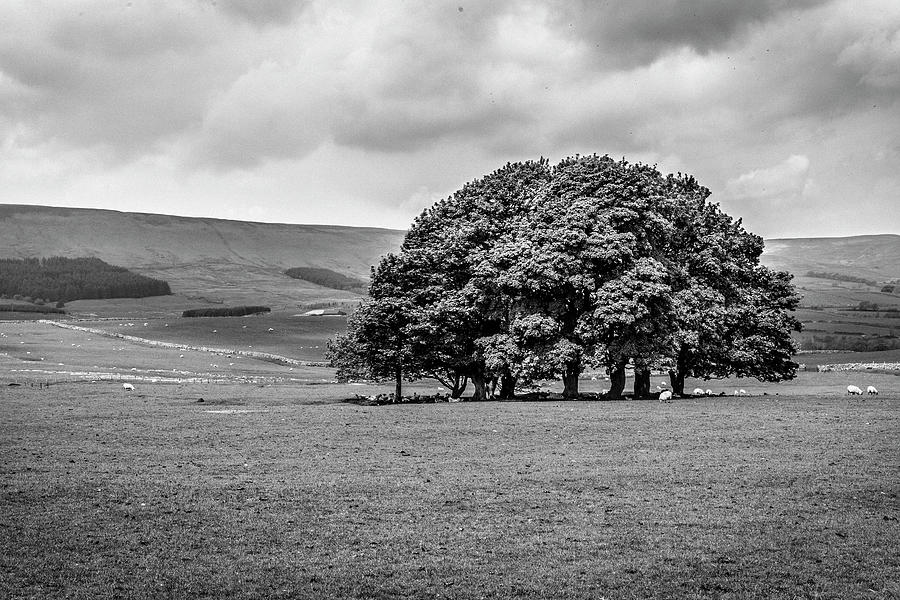 A Copse in Lancashire Photograph by W Chris Fooshee