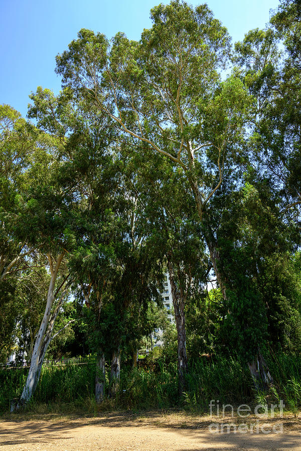 A copse of mature eucalyptus trees u4 Photograph by Ilan Rosen - Fine ...