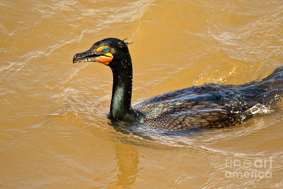 A Cormorant In The Susquehanna River Photograph by Adam Jewell