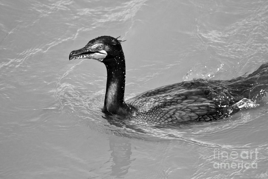 A Cormorant In The Susquehanna River Black And White Photograph by Adam Jewell