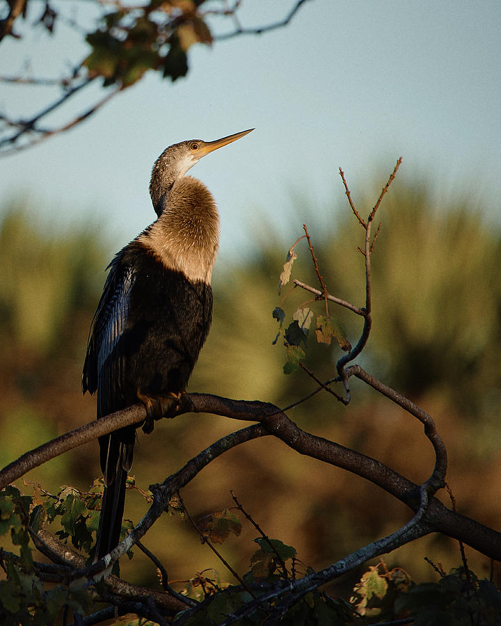 A Cormorant rests on Bird Island Photograph by John Simmons