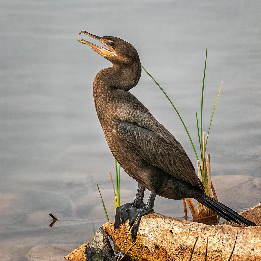 A Cormorant Shows Off His Best Side Photograph by Priscilla Burgers