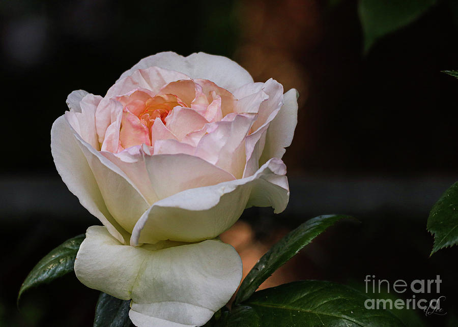 Summer Photograph - A Cotton Rose Bloom by D Lee
