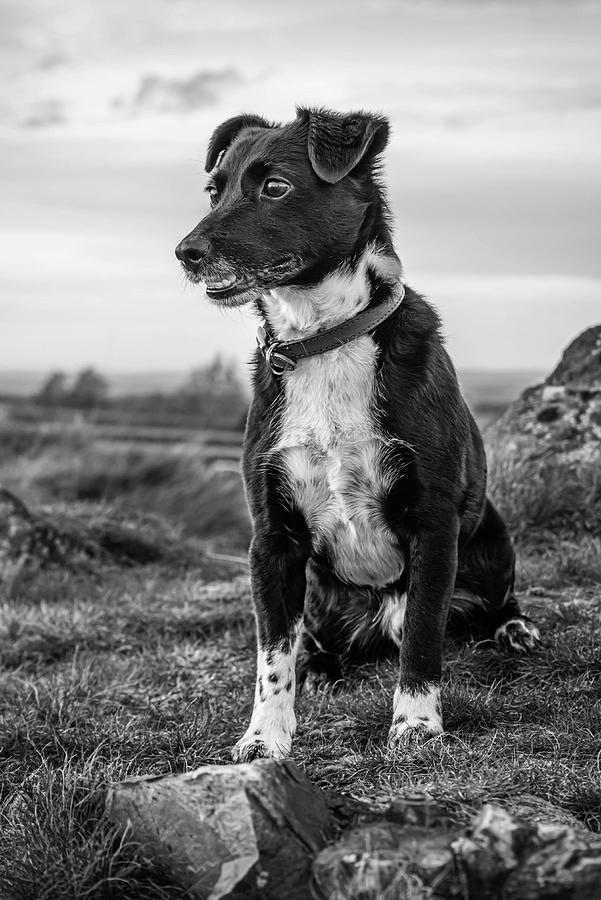 A Country Dog Photograph by Nick Bywater