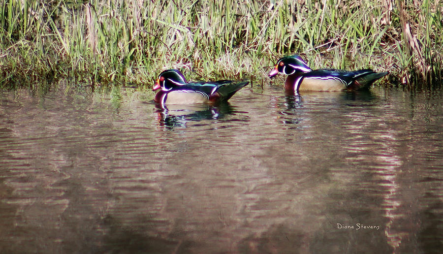 A Couple Guys Photograph by Diane Stevens - Fine Art America