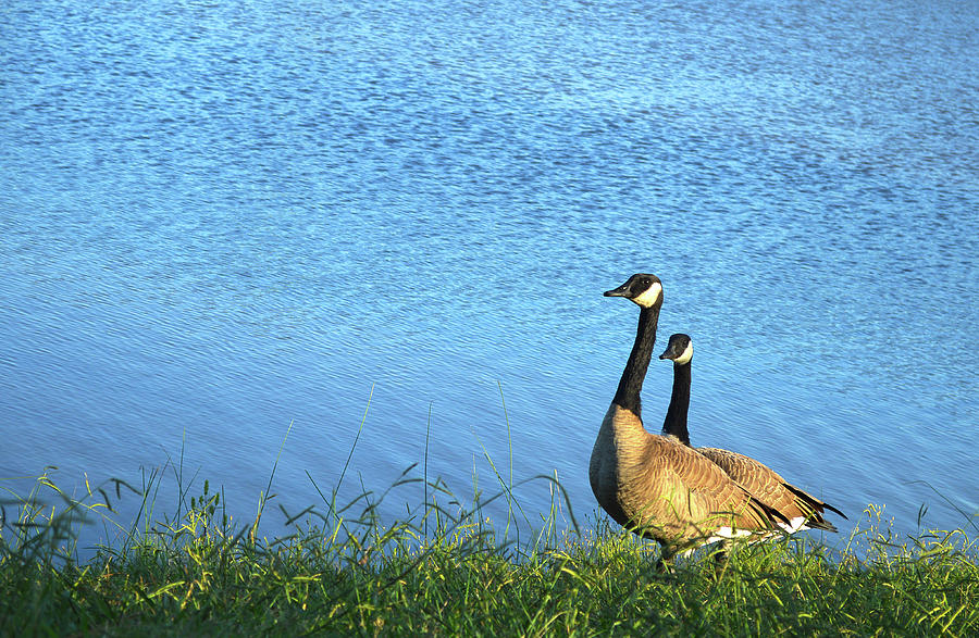 Duck Photograph - A couple of geese by a blue lake by Jennifer Wallace