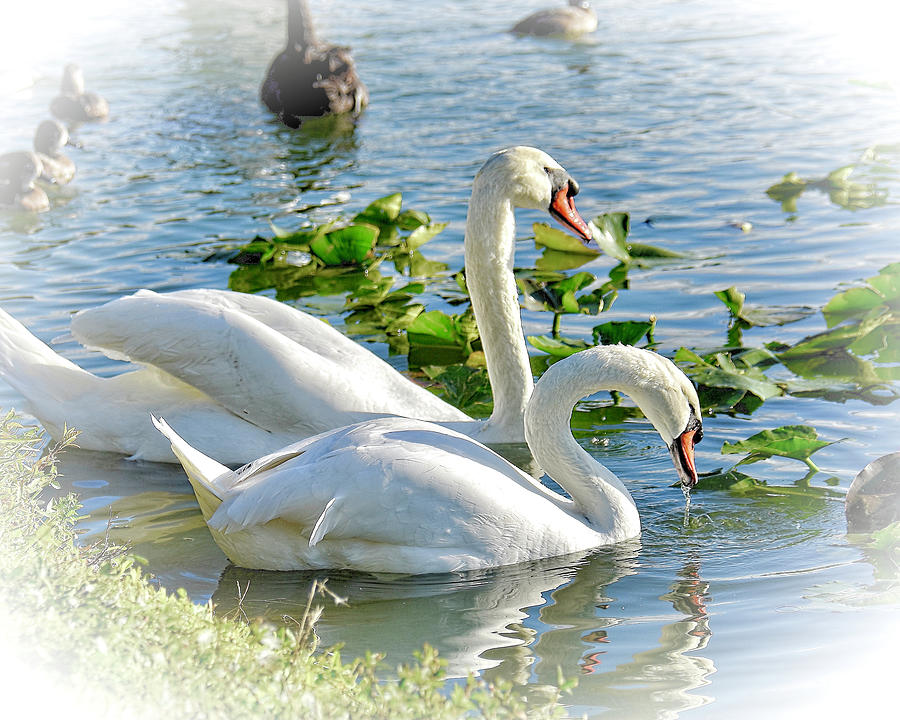 A Swan Couple Photograph by Carol Bradley