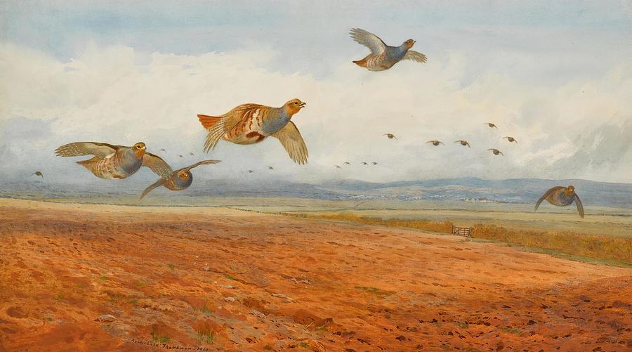 Nature Drawing - A Covey of Grey Partridge in Flight  by Archibald Thorburn Scottish