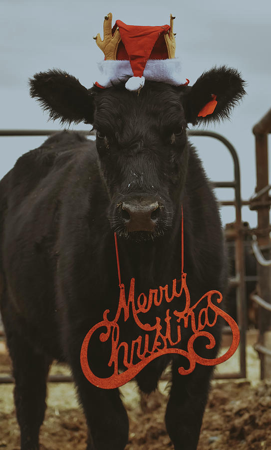 christmas cow