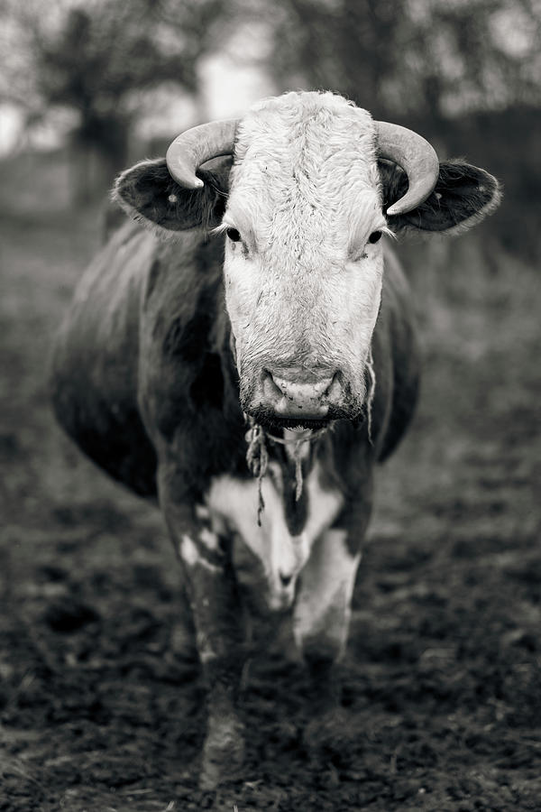 A Cow In BW Photograph By Martin Vorel Minimalist Photography - Fine ...