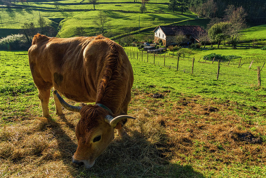 a cow sunbathing in Axpe valley Photograph