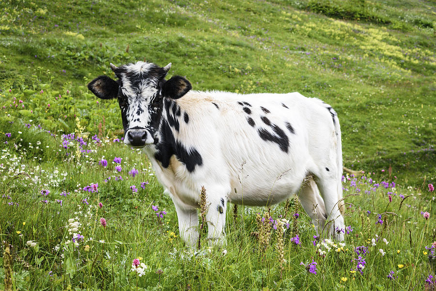 A cow with a white and black spotted hide standing in grassland, meadow pasture with wildflowers, Georgia. Photograph by Mint Images