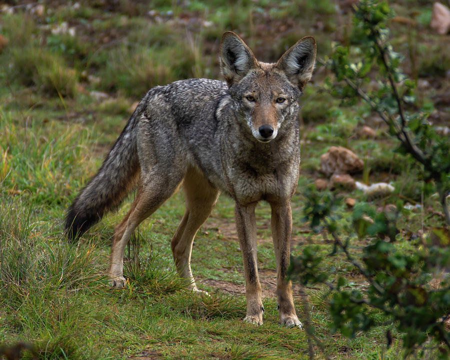 A Coyote 01-29 Photograph by Bruce Frye - Fine Art America