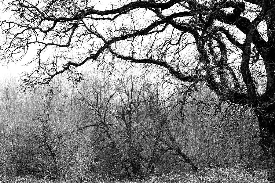 A craggily old Oak  Photograph by Rich Collins