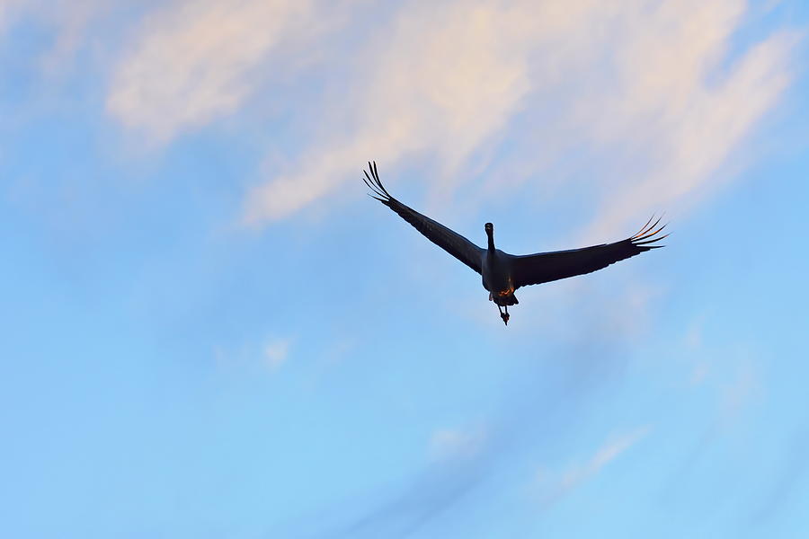A crane is soaring with spread wings through blue sky at sunset Photograph by Ulrich Kunst And Bettina Scheidulin