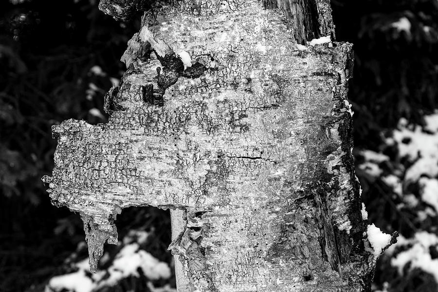 A creatures head preserved in a piece of silver birch bark Photograph by Radek Kucharski