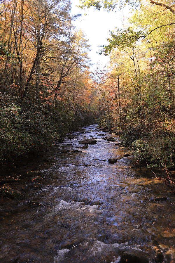 A Creek Runs Through It Photograph by Karen Ruhl