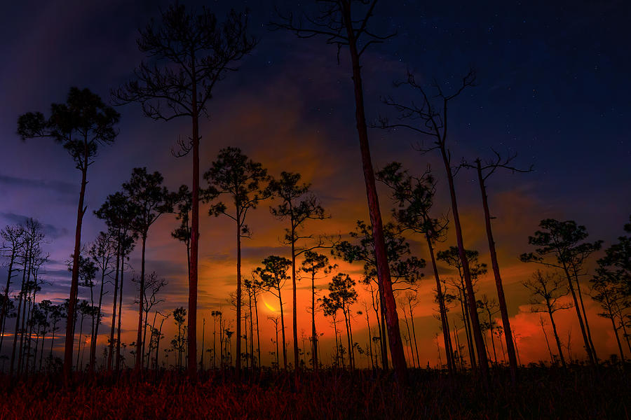 A Crescent Moon Rising in Everglades National Park Photograph by Mark Andrew Thomas