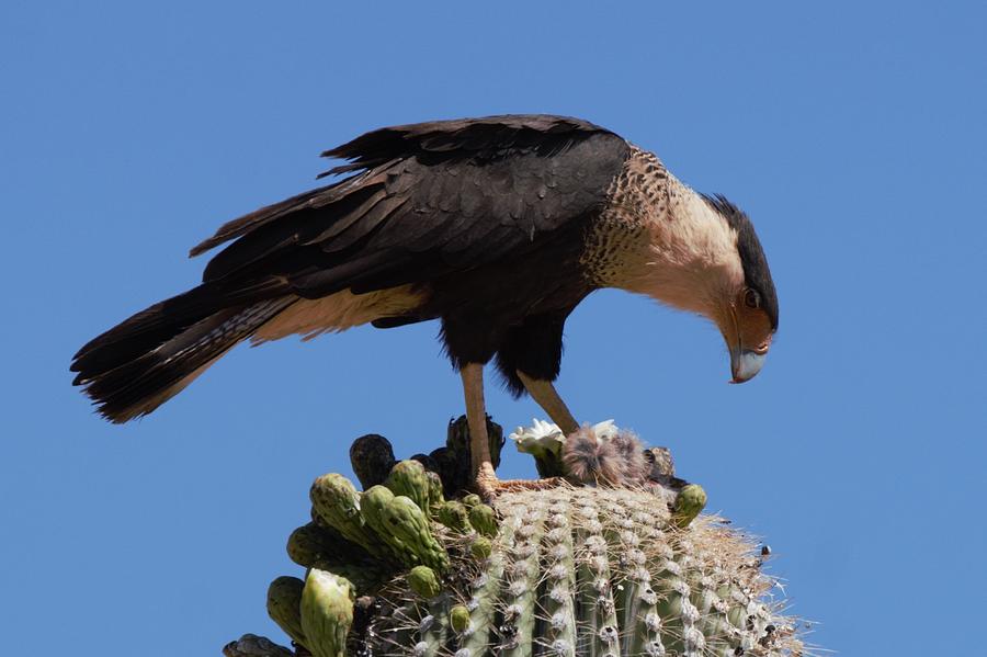 A Crested Caracara Photograph by Dennis Boyd - Pixels