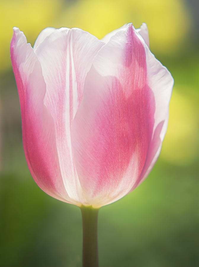 A Crisp Tulip Photograph by Sylvia Goldkranz