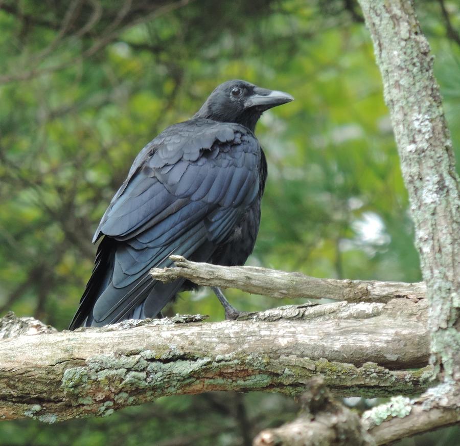A Crow in Maine Photograph by Bill Tomsa Fine Art America