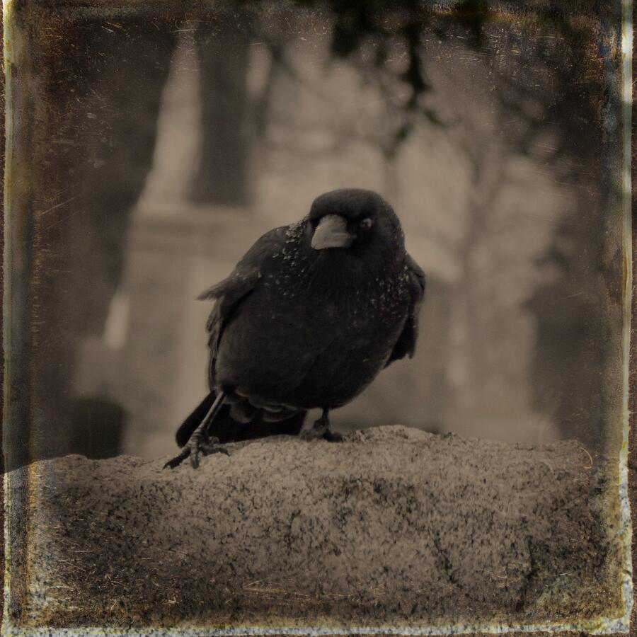 Stance Of A Crow Photograph By Gothicrow Images - Fine Art America