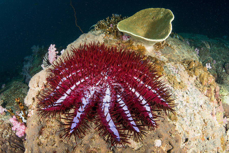 A crown of thorns starfish eats coral in a reef Photograph by Sirachai Arunrugstichai