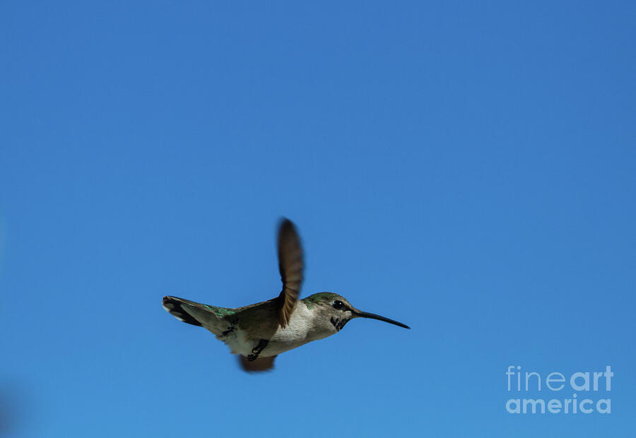 Bird Photograph - A Cruising Anna by Robert Bales