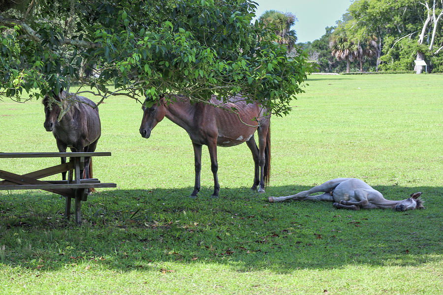 A Cumberland Island Afternoon Snooze Photograph by Ed Williams