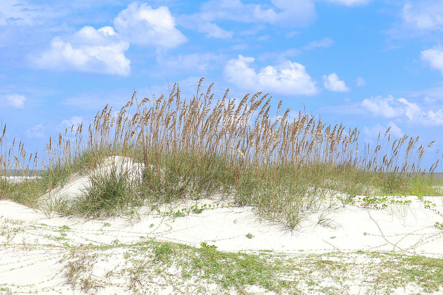 A Cumberland Island Dune Photograph by Ed Williams