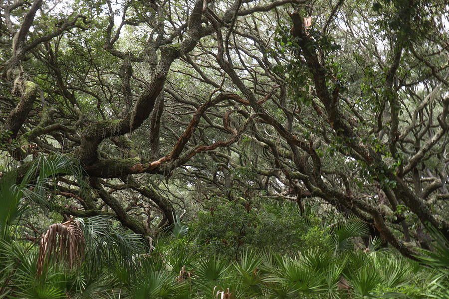 A Cumberland Island Tree Tangle Photograph by Ed Williams