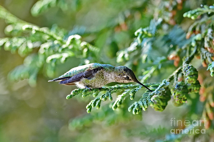 A Curious Annas Hummingbird Photograph by Amazing Action Photo Video