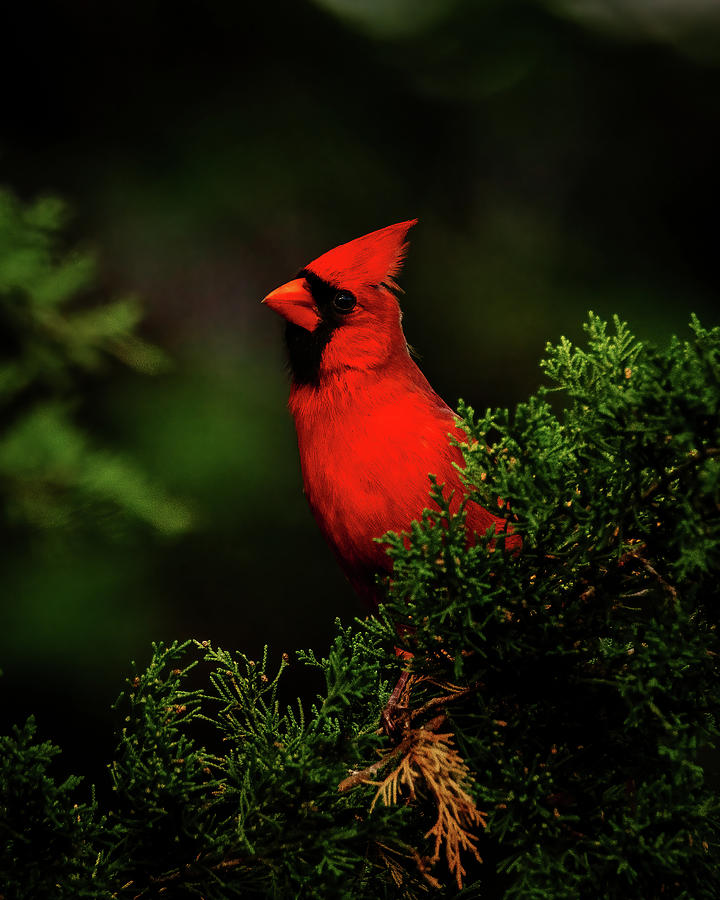 A Curious Cardinal Photograph by Rich Kovach