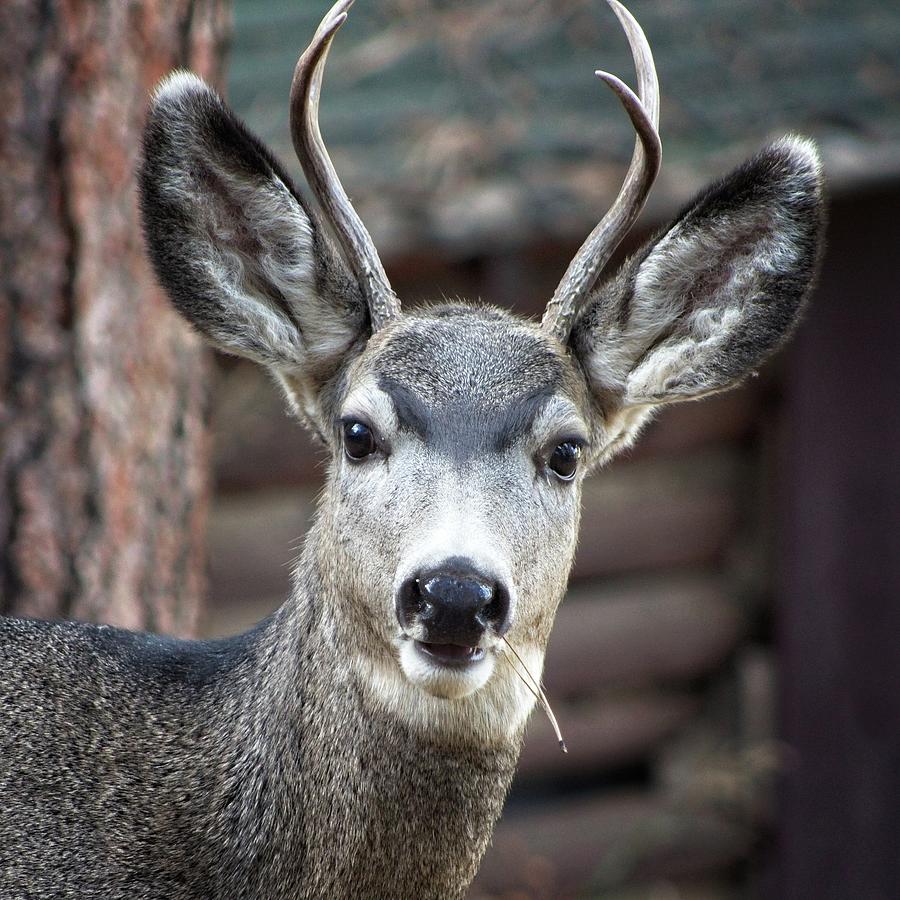 A Curious Deer Photograph by Loren Gilbert A Curious Deer Photograph by Loren Gilbert