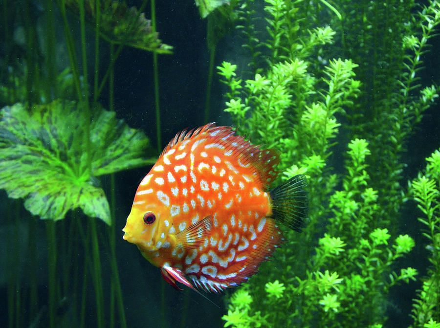 A Curious Discus Fish Photograph by Marilyn MacCrakin